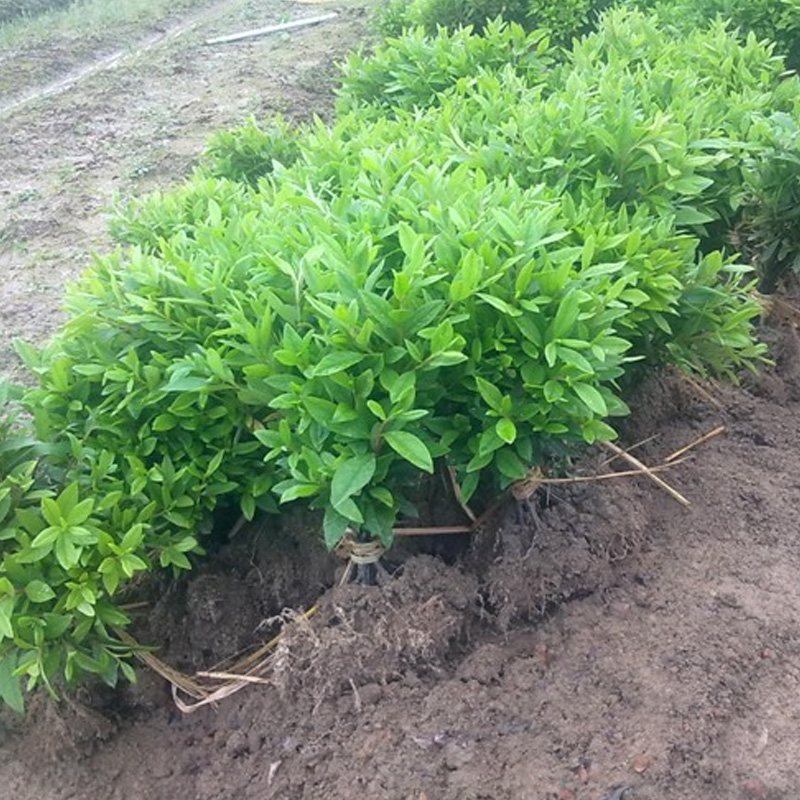 杜鹃花苗 四季杜鹃苗庭院花园绿化工程苗盆栽地栽观赏花卉植物 杜鹃苗
