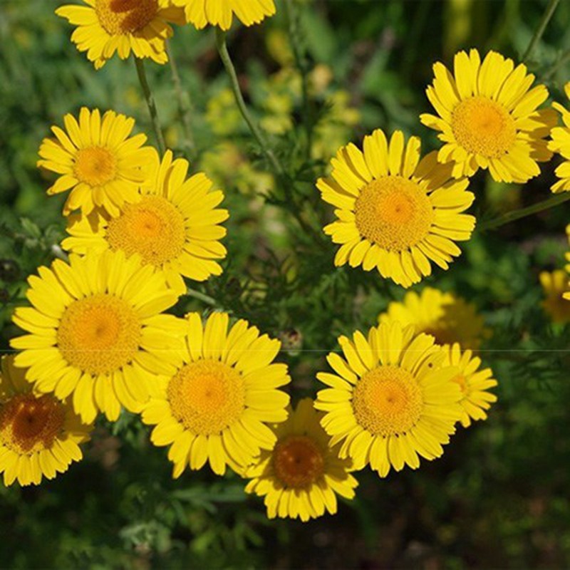 扶草 相关京东优惠商品排行榜 价格图片品牌优惠券 虎窝购