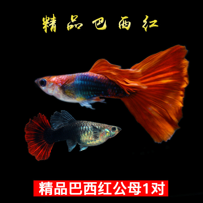 纯种巴西红扇精品折扇孔雀鱼小型热带观赏鱼淡水好养活体小鱼孕鱼