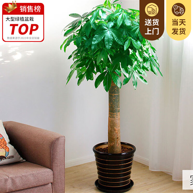 叹为观止大型植物辫子发财树绿萝金钱树开业乔迁绿植客厅办公室内大型盆栽 单杆发财树【1.1-1.3米】 不含盆怎么样,好用不?