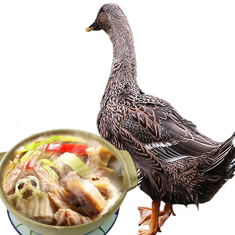 太朴有机会 【很新鲜土鸭顺丰空运】稻田鸭老鸭子土鸭河水散养麻鸭
