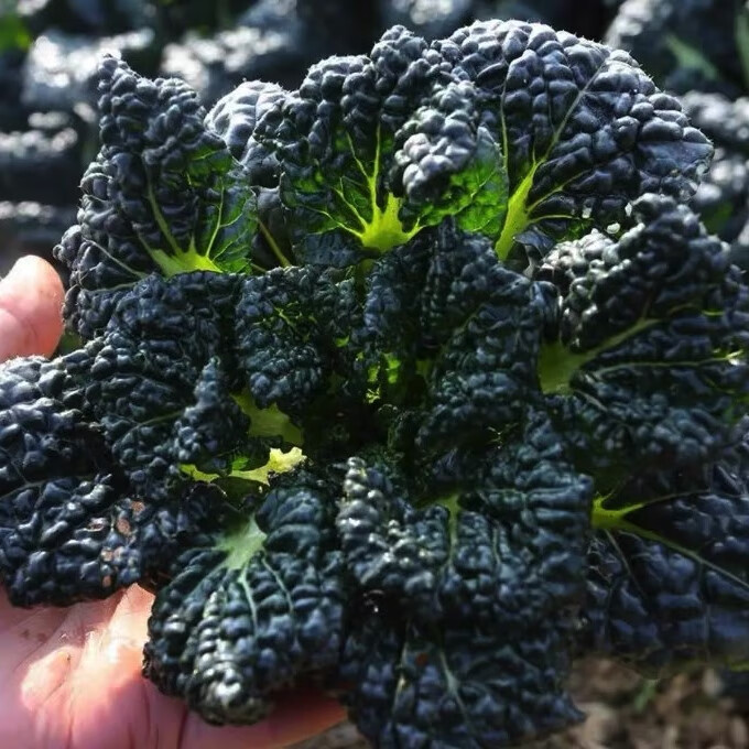 随州泡泡青种子耐寒高产高价菜种子皱叶春不老黑白菜阳台盆栽四季 高