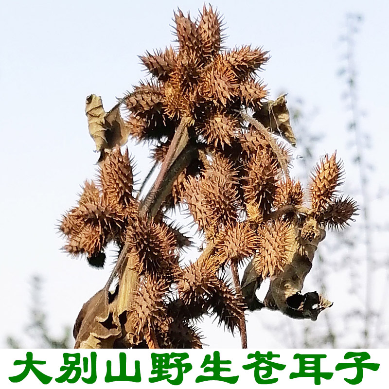 精选苍耳子500g中药材带刺老苍子泡脚无添加毛苍子