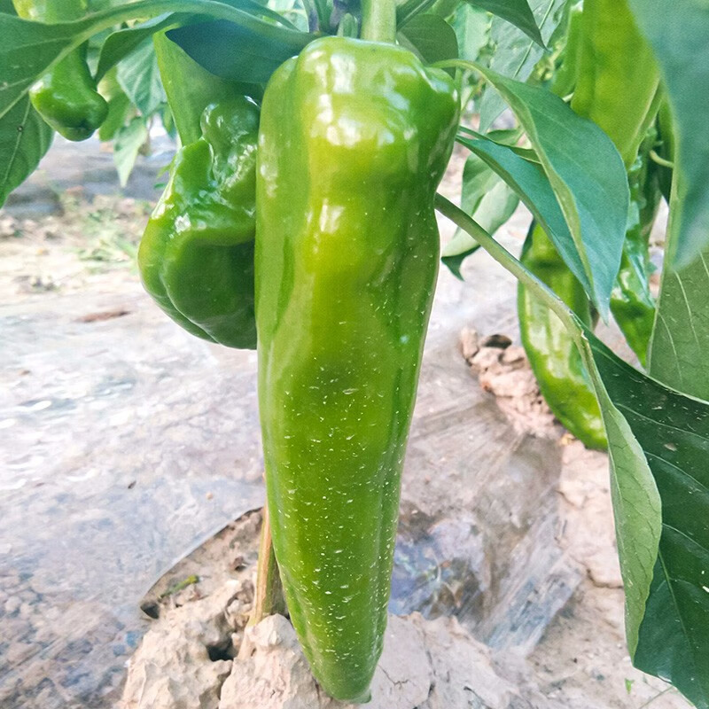 苗子羊角型大果尖椒早熟寿光春冬季菜种籽菜籽 东北大汉牛角椒种子 50