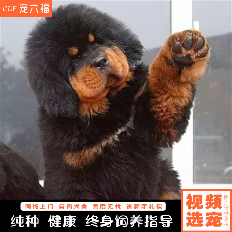 宠六福纯种藏獒幼犬活体藏獒黑色白色雪獒家养幼崽巨型铁包金藏獒狮王