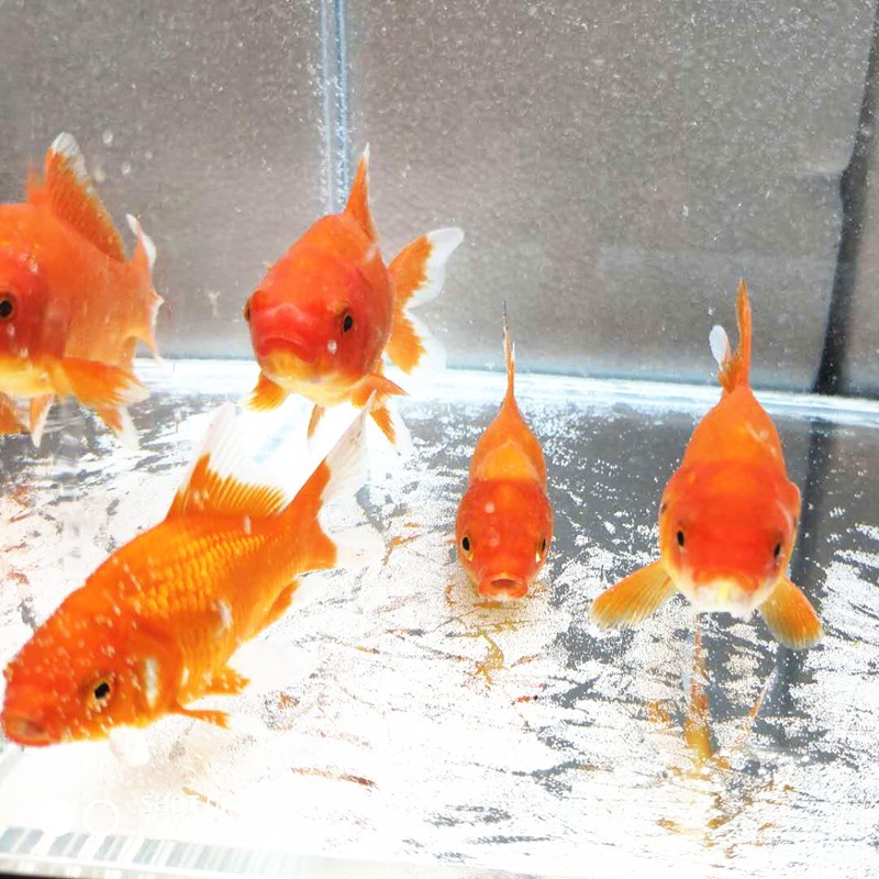 京东的水族活体历史价格在哪看|水族活体价格走势图
