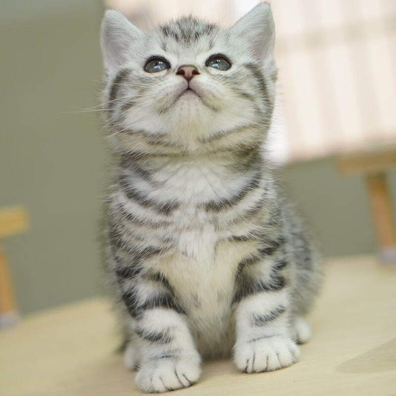 广宠猫咪活物宠物猫活体美国短毛猫宠物 美短起司美短加白银虎斑标斑