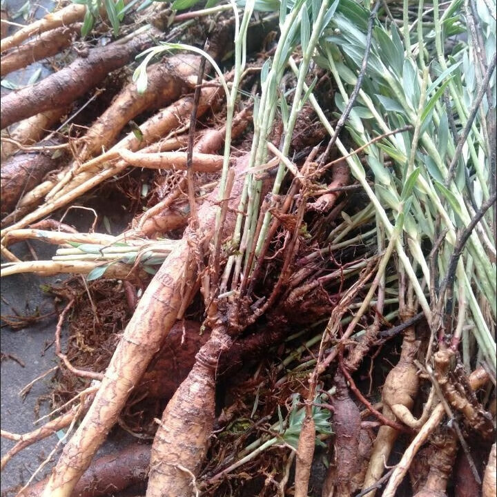 濟衡草堂  瑞香狼毒,又名断肠草,拔萝卜 根 500克