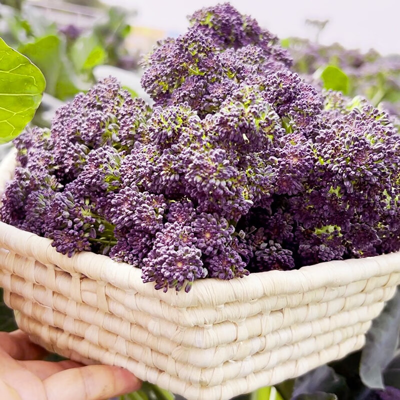 紫色西兰苔种子紫西兰花种籽菜种芥蓝秋季菜籽农家蔬菜孑青花菜 紫色