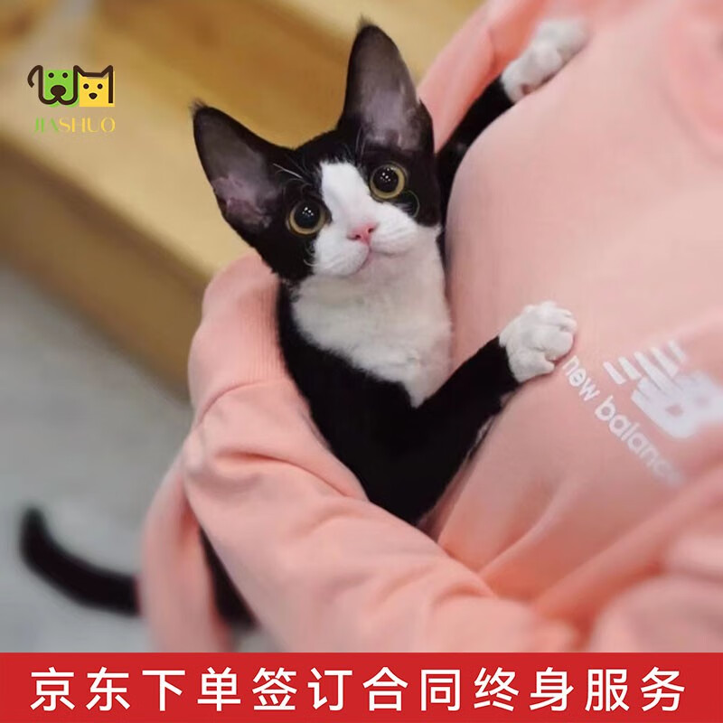 佳朔 德文卷毛猫幼猫帝王猫活体宠物猫纯黑德文纯白虎斑短毛猫德文猫 宠物级 德文猫双色高性价比高么？