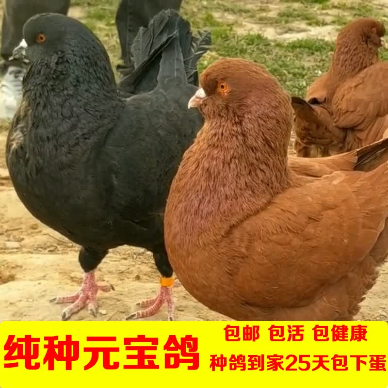 巨型纯种元宝鸽大体鸽子特大活物一对活体种鸽可养肉