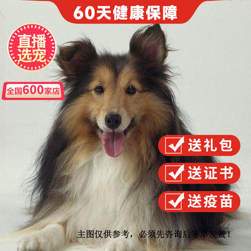 优宠奇派纯种宠物活体苏格兰牧羊犬幼崽活体苏牧 宠物级 公