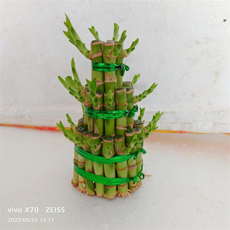 型富贵竹观音竹转运竹开运竹宝塔竹节节高富贵竹水养 三层竹塔不含盆