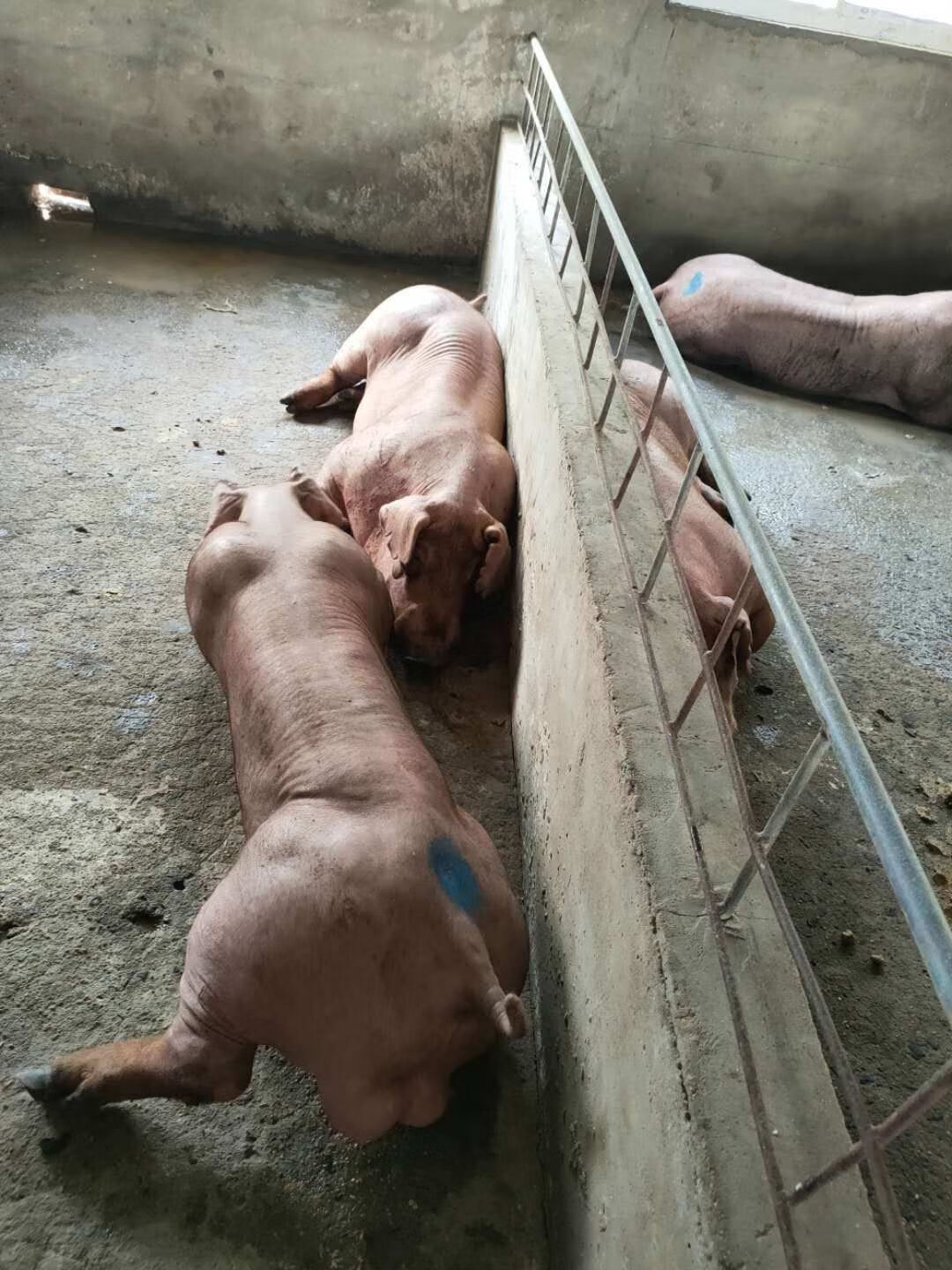 湘佳股份：部分猪场及鸡场现在正在建设中