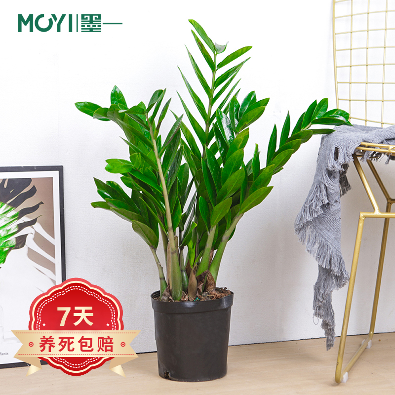 大型绿植价格历史记录查询|大型绿植价格走势