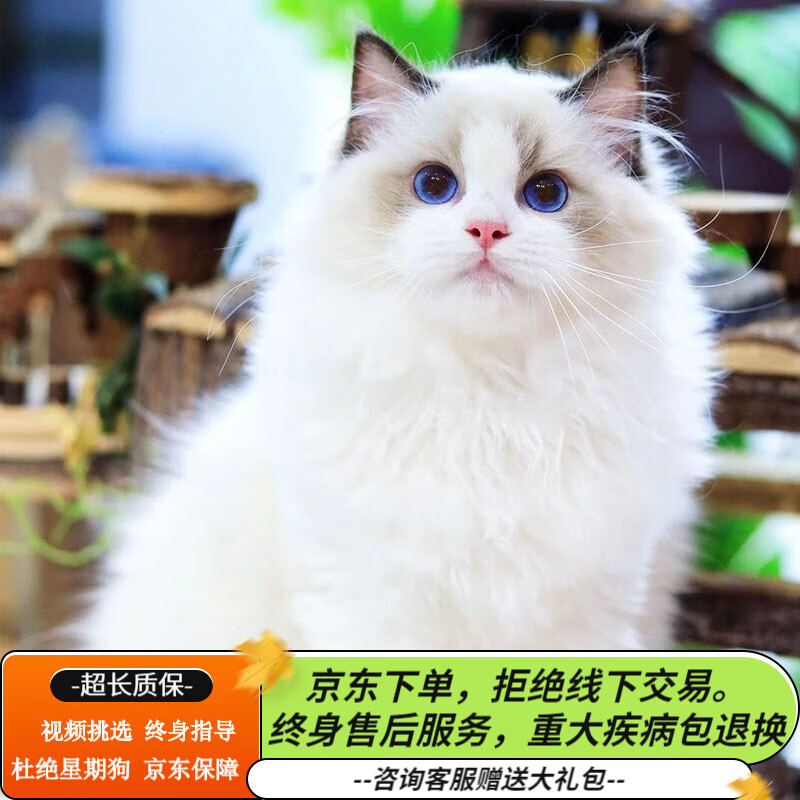 咯咪纯种布偶猫活体海双蓝双重点色布偶幼猫幼崽毛猫小仙女猫宠物猫