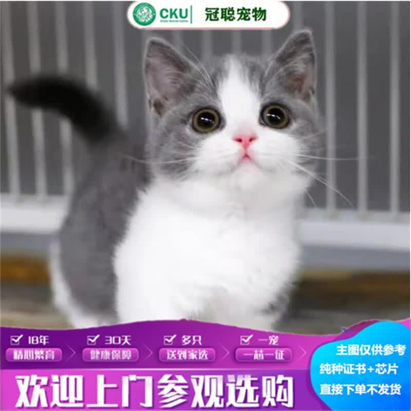 冠聪英短蓝猫活体宠物猫矮脚短毛猫拿破仑五粉蓝白猫银渐层金渐层布偶 宠物级 蓝白 母怎么看?