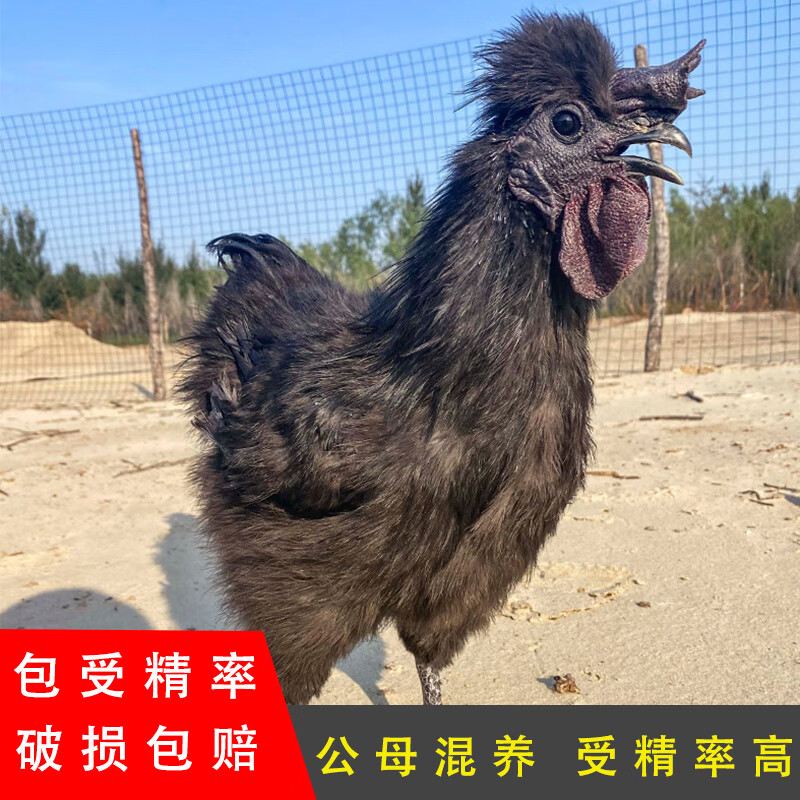 黑凤乌鸡种蛋可孵化泰和黑羽丝毛乌骨鸡受精蛋珍禽观赏乌鸡蛋 1枚