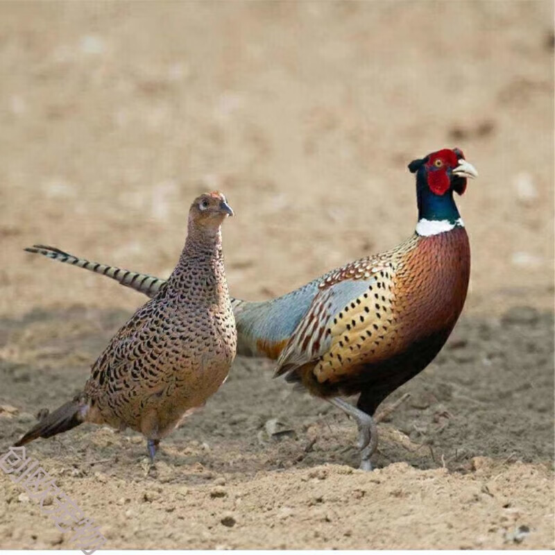 七彩山鸡成年山鸡脱温鸡宠物鸡观赏鸡农家散养包活人工养殖 【一公一