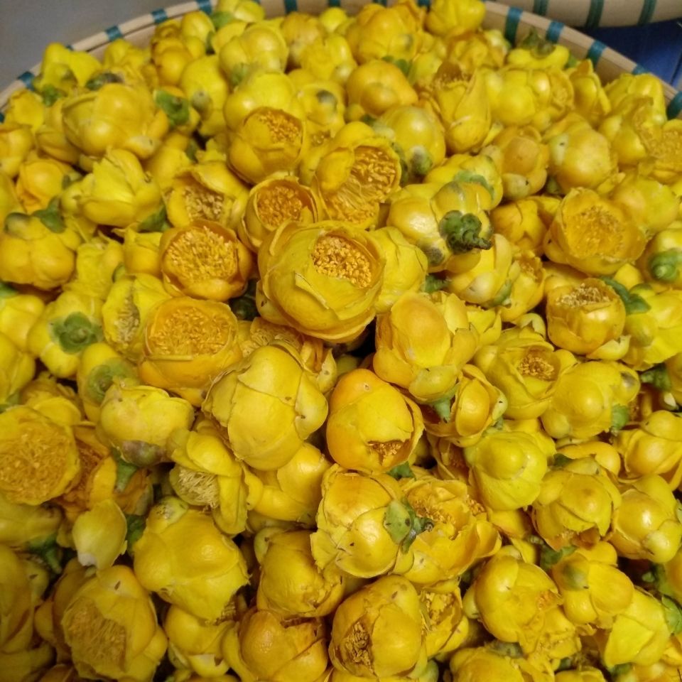 金花茶野生花茶广西防城十万大山茶精选特级防普冻干花养生茶精品