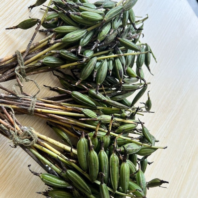 满船青毛慈菇果荚种子冰球子山慈菇果荚山茨菇 正宗独角白芨籽10 颗