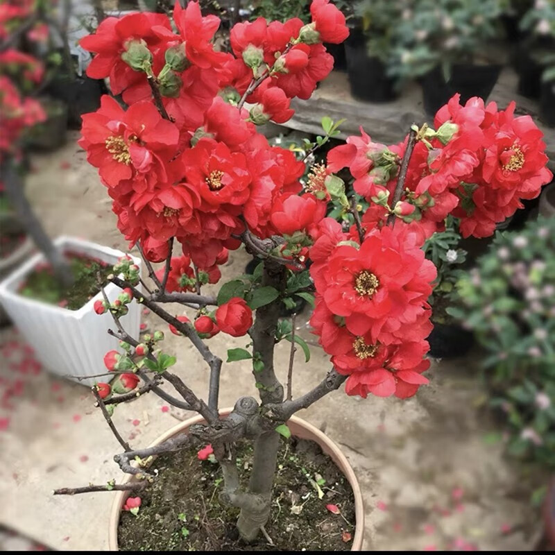 周大闯贴梗海棠花盆栽带花苞树苗老桩盆景庭院好养四季阳台花卉绿植 贴梗海棠 十二年苗