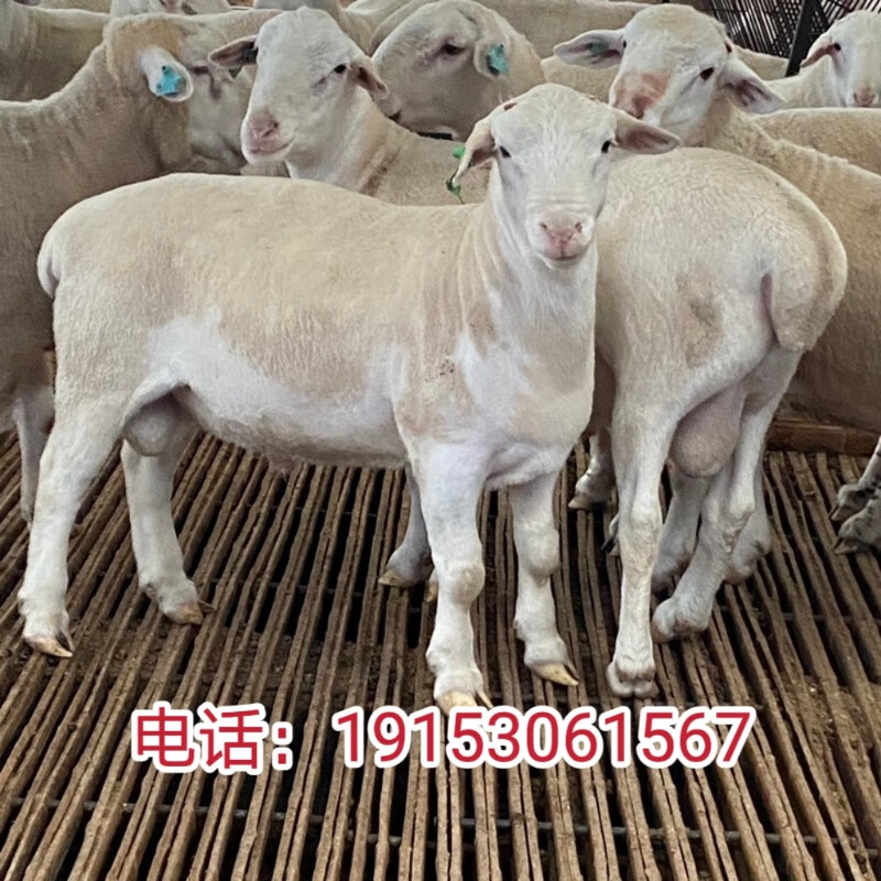 澳洲白绵羊活体