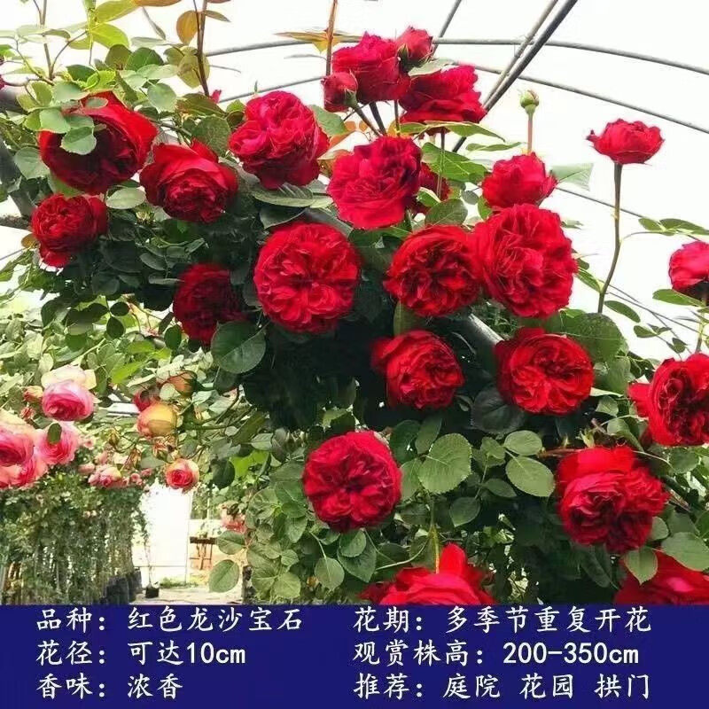 鑫干和(xinganhe)四季开花蔷薇花苗藤本月季花苗庭院植物花卉玫瑰浓香