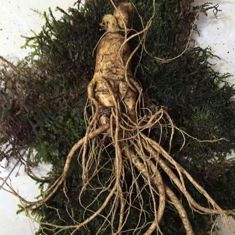 笑熙熙 新鮮人參東北長白山現(xiàn)挖現(xiàn)賣人參煲湯泡酒 6-8支人參(1斤裝)