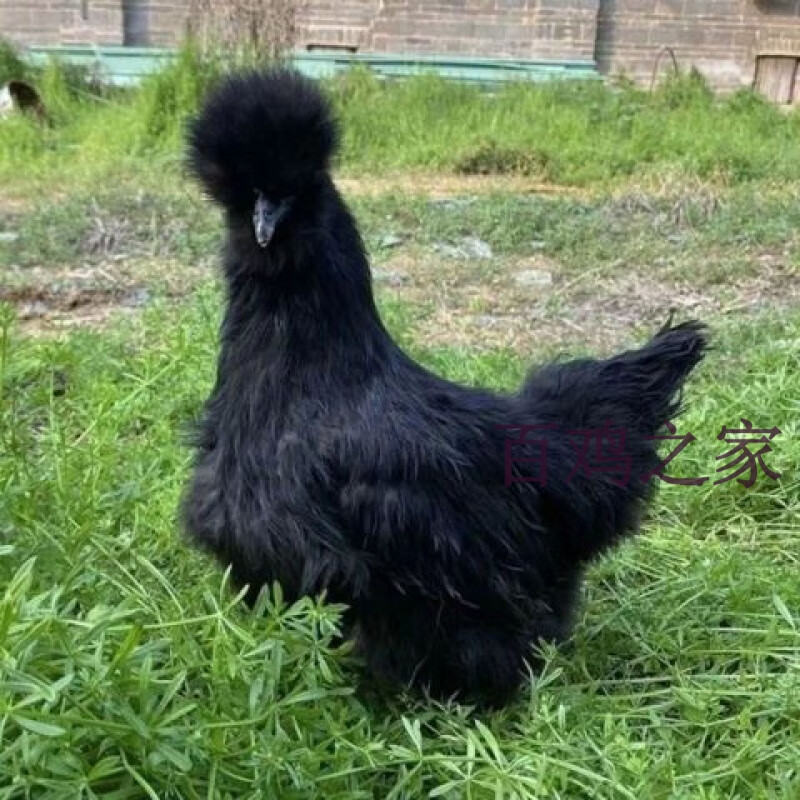 半斤正宗黑丝毛黑凤鸡散养凤头鸡苗五黑鸡脱温鸡送