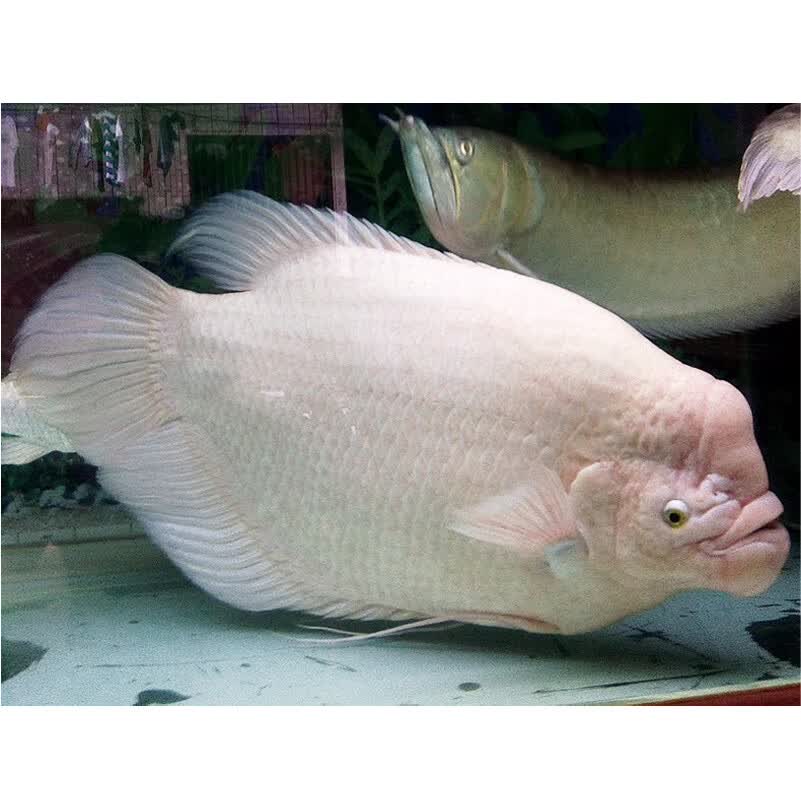 招财鱼红眼黑眼招财热带鱼观赏鱼战船鱼大中型龙鱼配鱼风水鱼 精品黑