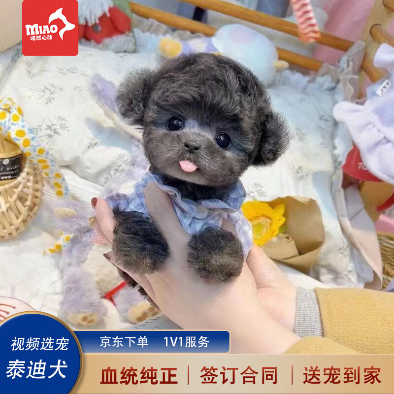 喵然心动泰迪幼犬灰泰迪纯种泰迪狗宠物狗狗活体贵宾犬茶杯犬小狗灰色