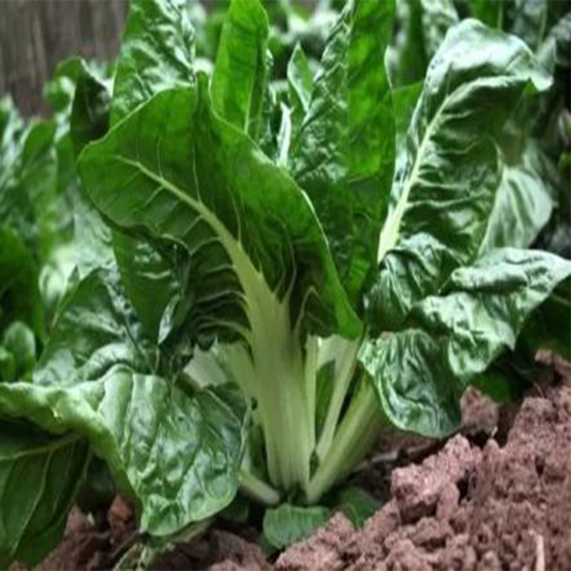 春枝韵根达菜种子 四川牛皮菜种籽 重庆厚皮菜野菜叶甜菜蔬菜种子四季
