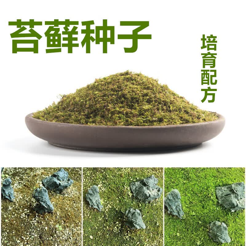 流彗苔藓种子苔藓培育种子颗粒庭院绿化盆景盆栽造景铺面草植物青苔种 1000毫升(可生长约半平方米)怎么样,好用不?