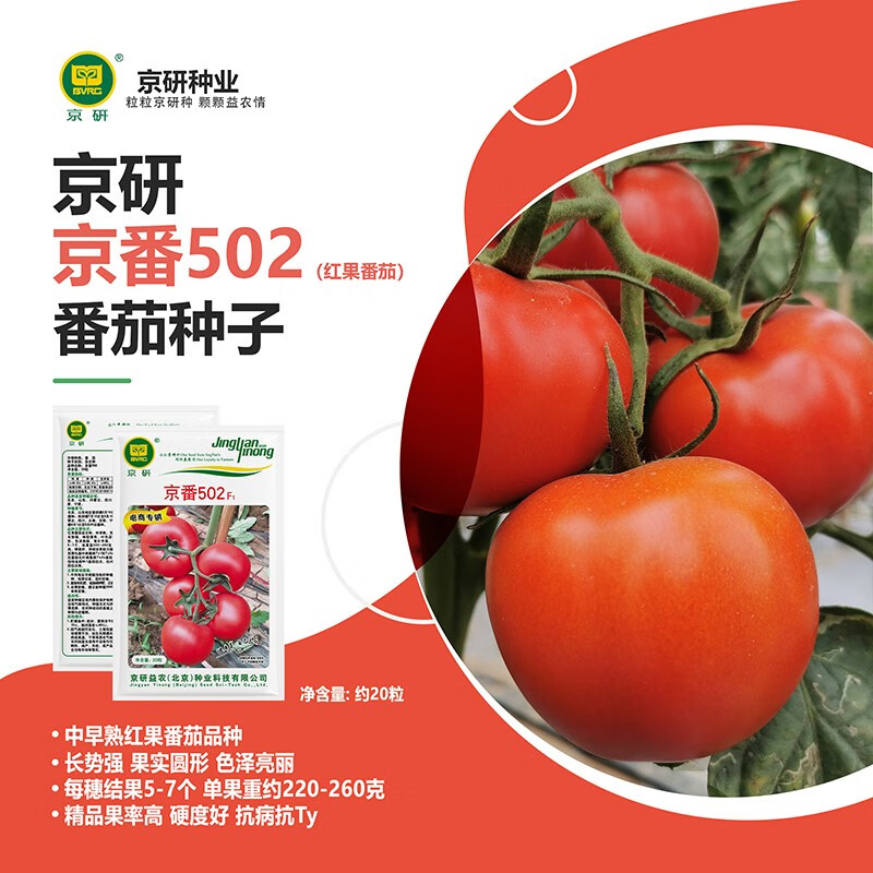 京研番茄种子原味西红柿普罗旺斯水果番茄铁皮草莓柿子农科院蔬菜籽孑