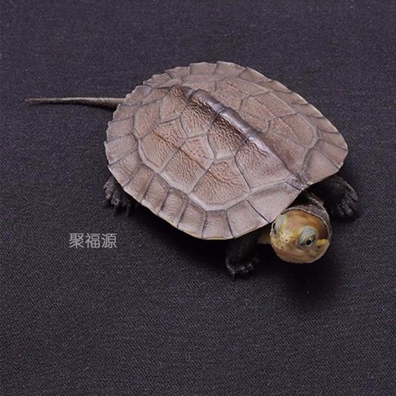 御聚源 石金龟 南石龟 越南种活体长寿龟越南石正宗黄喉龟黄金龟 观赏