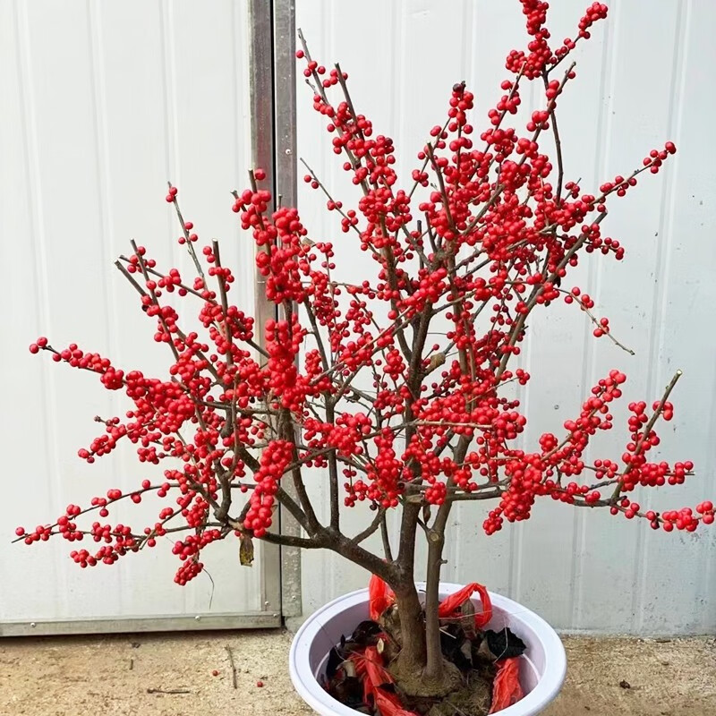 以琛北美冬青盆栽红果冬青红豆老桩盆景庭院盆栽欧洲红豆果 3年苗