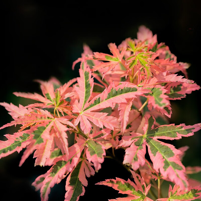 虹越（HONGYUE）日本红枫树苗1加仑盆栽苗庭院经典季节变色植物泰勒