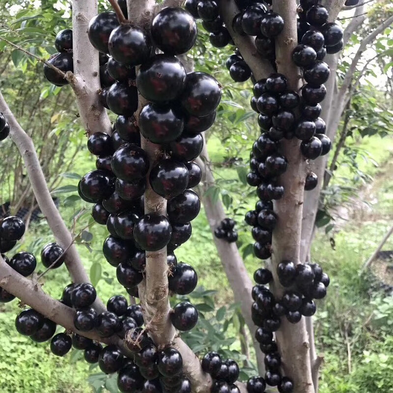 ��俹�����α���������ͥԺ�������ֲ 4--5���״�����1��Դͷֱ��