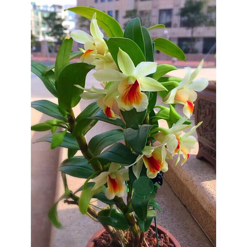 黑毛石斛 翅鄂翅萼石斛丛苗 盆栽盆景观赏花卉 浓香型石斛花(5-6)苗