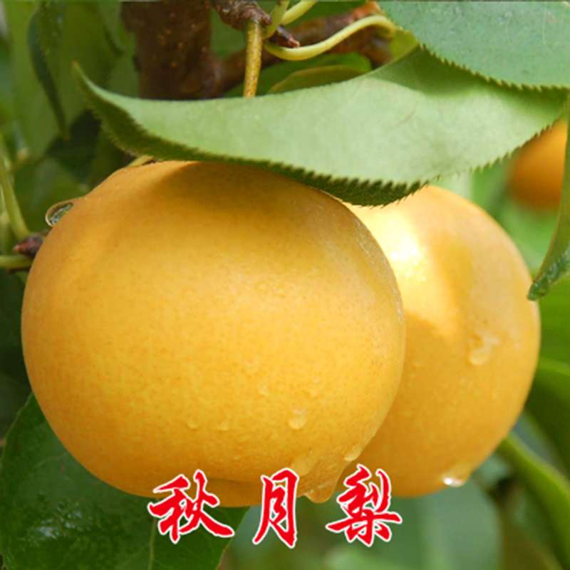 四季梨树苗南方北方种植当年结果室外地栽金珠果脆冠梨树苗 秋月梨4年