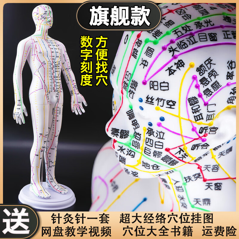 人体穴位模型人 全身 经络可扎针中医针灸穴位人体模型十二经络图铜