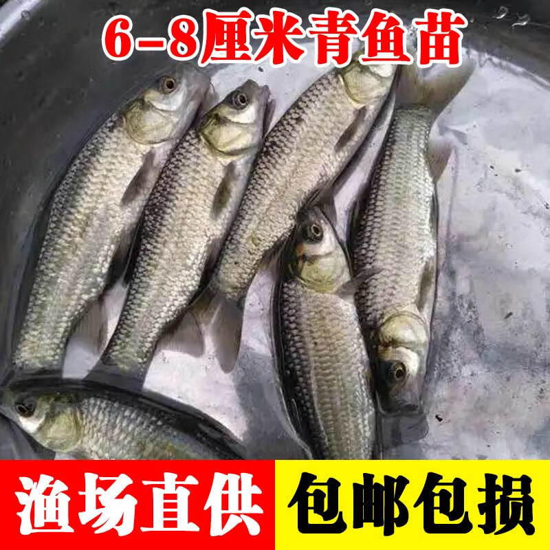 smvp螺蛳青鱼特大型食用正宗黑皖半斤青混灰草活体小螺蛳青鱼 20条6-8