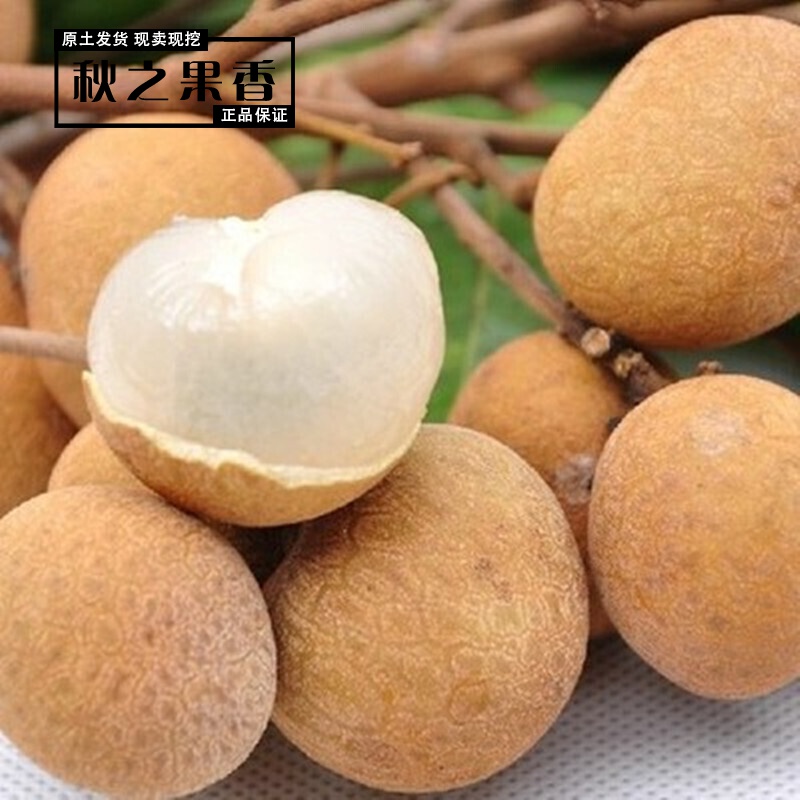 树苗石硖苗果树苗桂圆苗盆栽地栽南方北方种植大苗当年结果 大乌圆 3