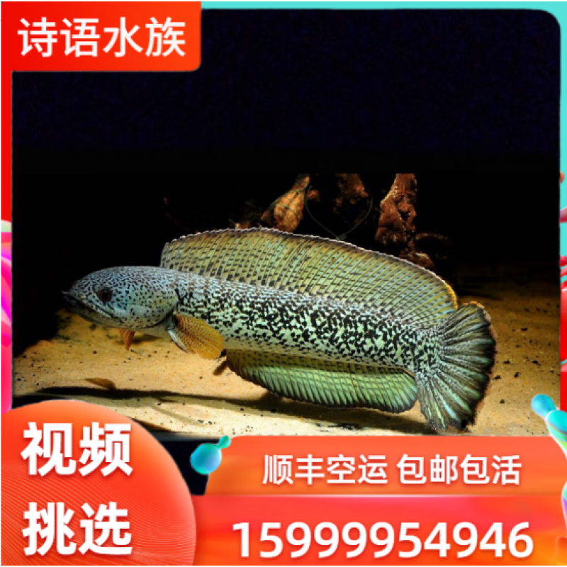 巴卡雷龙鱼黄金眼镜雷鱼巴卡雷龙鱼苗高端进口雷龙鱼淡