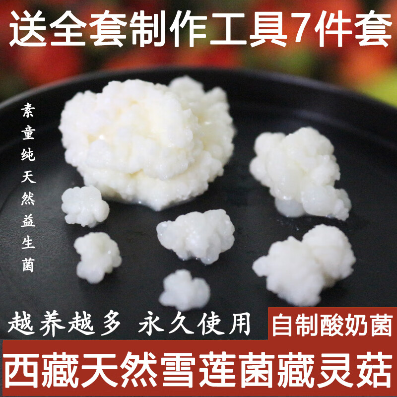 西藏雪蓮菌種 藏靈菇菌 天山雪蓮菌 自制酸奶菌種 開菲爾菌 kefir 套餐一：46顆