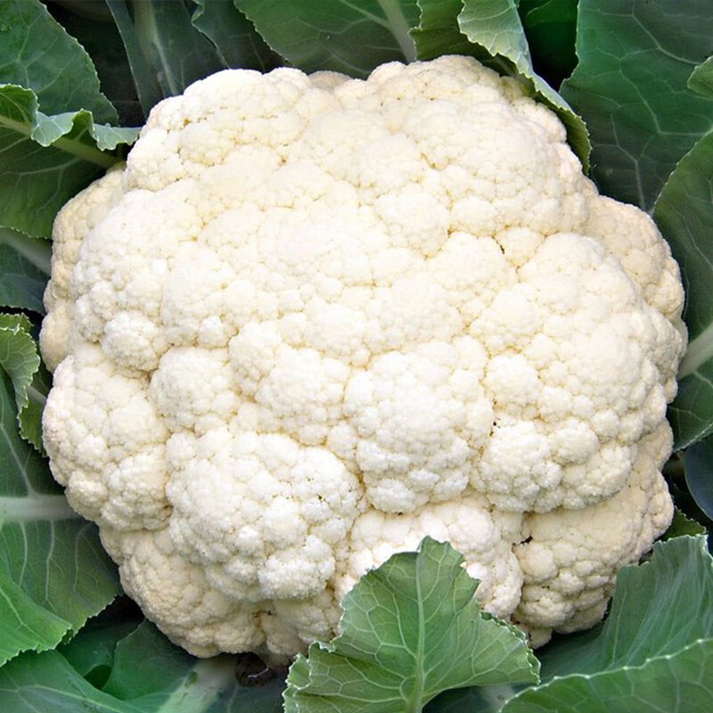 春枝韵青梗松花菜种子 有机花菜种籽 菜花春季秋季西兰花种子 松花80