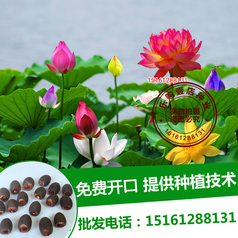 春枝韵大型荷花种 观赏荷花种子池塘莲藕种孑花卉盆栽荷花 荷花种籽