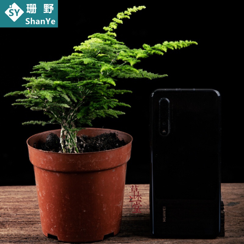 唐山云竹地苗塑料盆 带盆栽好