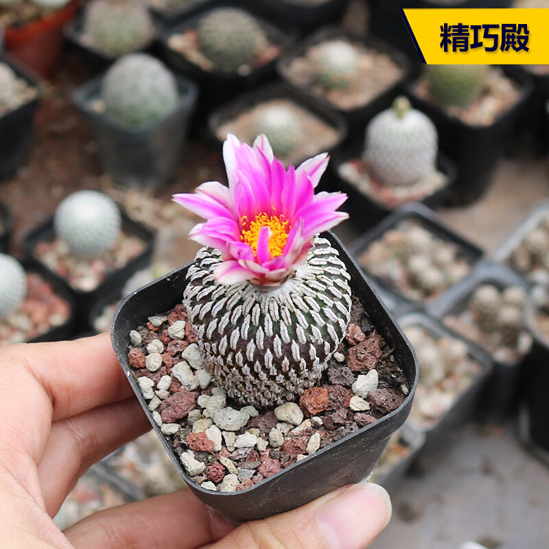 木繁精巧殿 仙人球 稀有开花娇丽属 趴刺不扎手仙人掌桌面小盆栽 红花